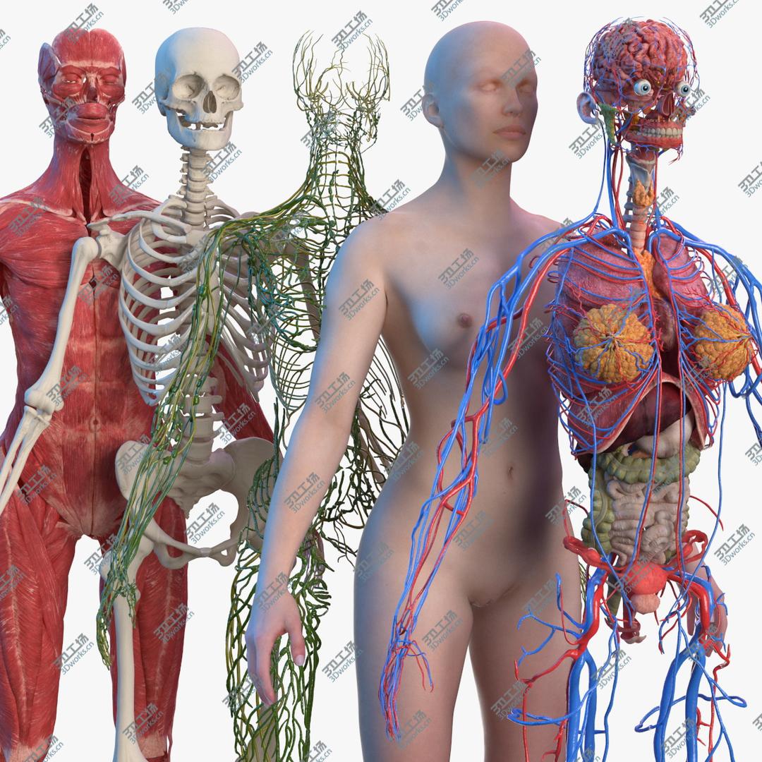 images/goods_img/20210114/Complete Female Body Anatomy 3D model/1.jpg